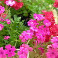 les jardins fleuris